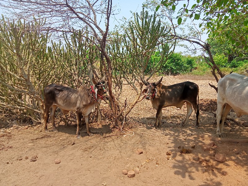 ગોઢલા વેચવાના સ...