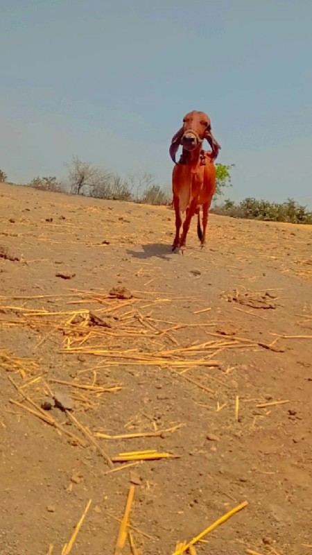 ગીર ગાય વેચવાની...