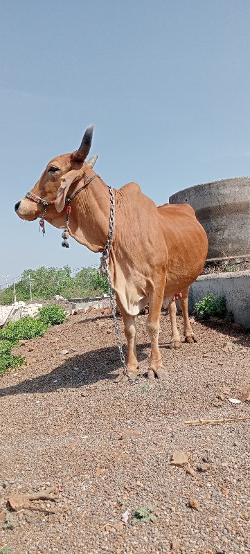 ગાય