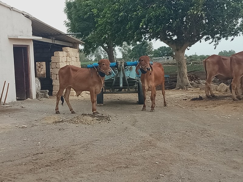 ગોઢલા વેચવાના છ...