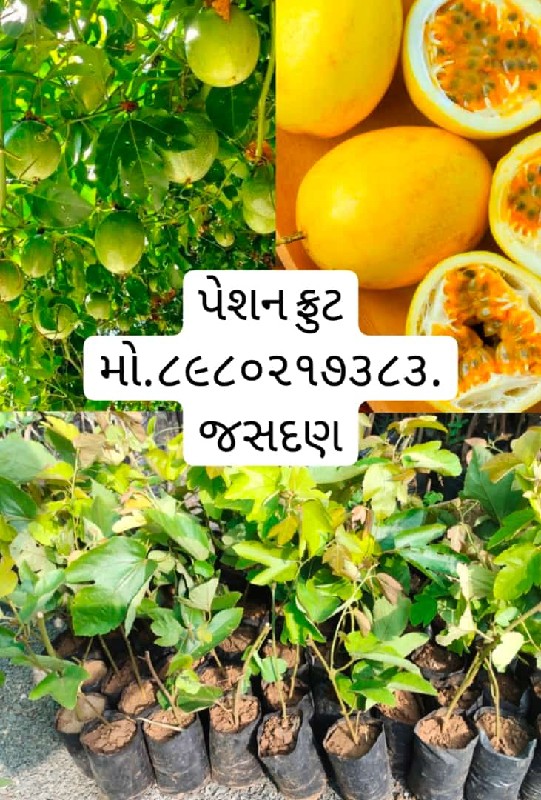 ટોટલ બાગાયતી રો...