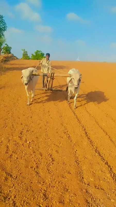 આ ગોધલા  ની જોડ...