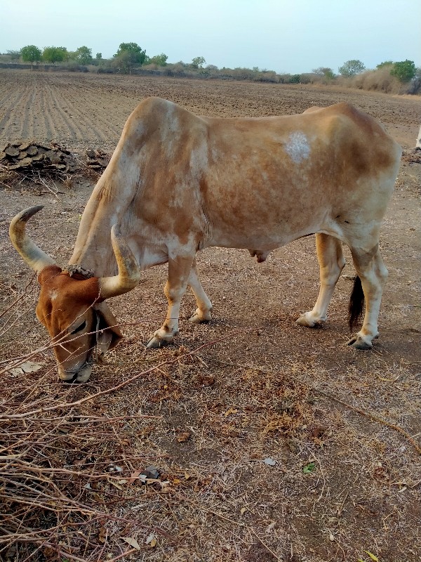 બળદ વેચવાનો છે....