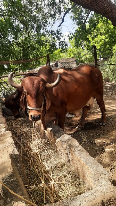 ગાય વેચવાની છે