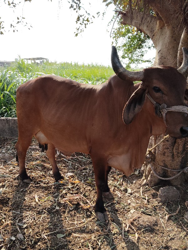 આ ગાય વેચવની છે