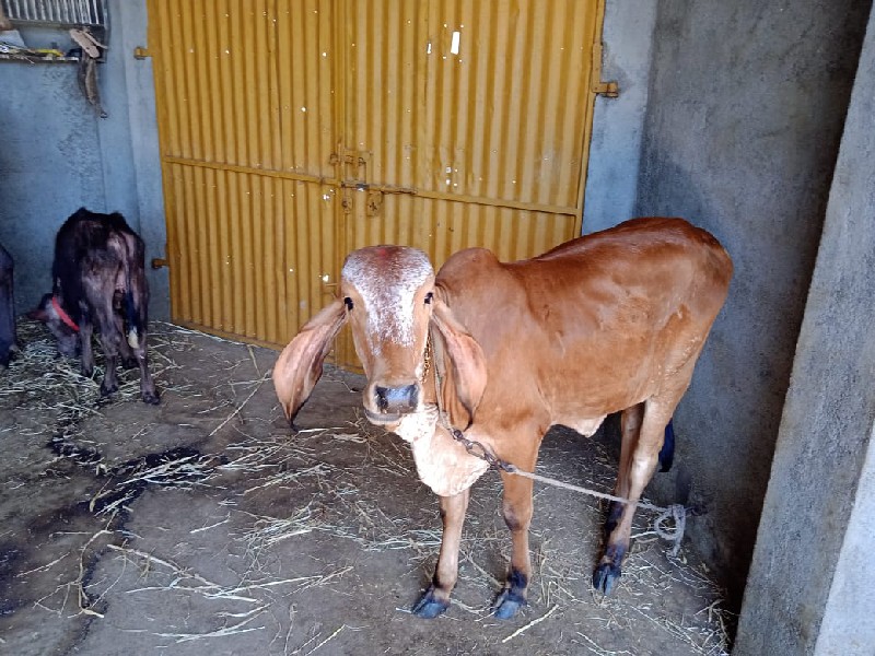 વાસળી વેચવાની છ...