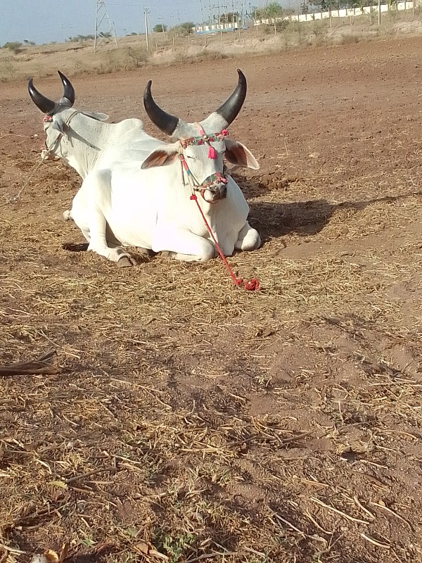 ઠાલા ફોરા હાલતા...