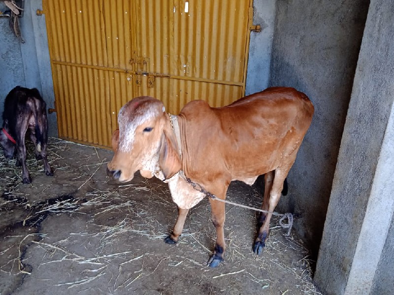 વાસળી વેચવાની છ...