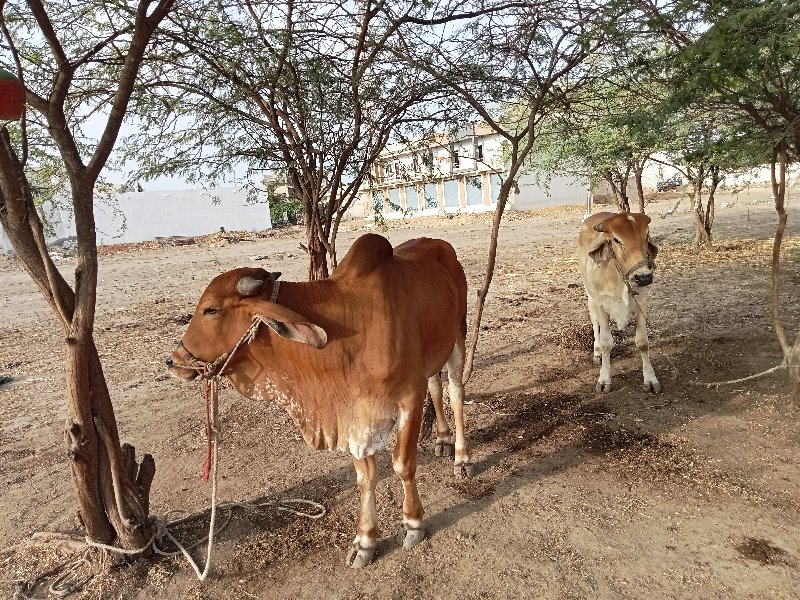 ગોઢલા વેચવાના છ...