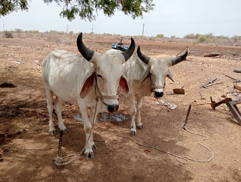 ગોઢલા વેચવાના છ...