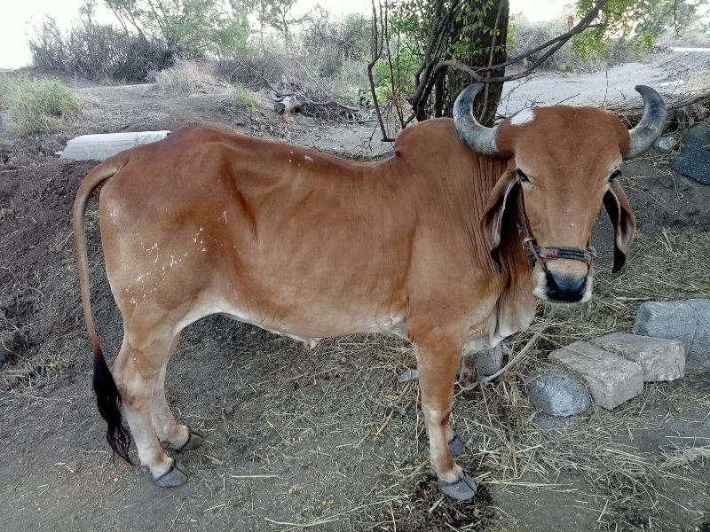 ફુલ જવાબ દરી વા...