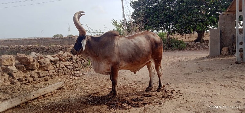 બળદ વેચવાનો છે