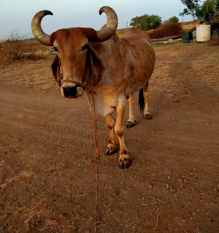 બળદ વેચવાનો છે....