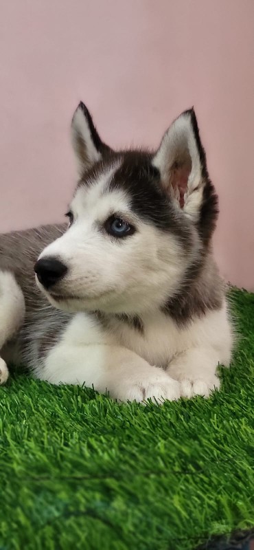 husky female