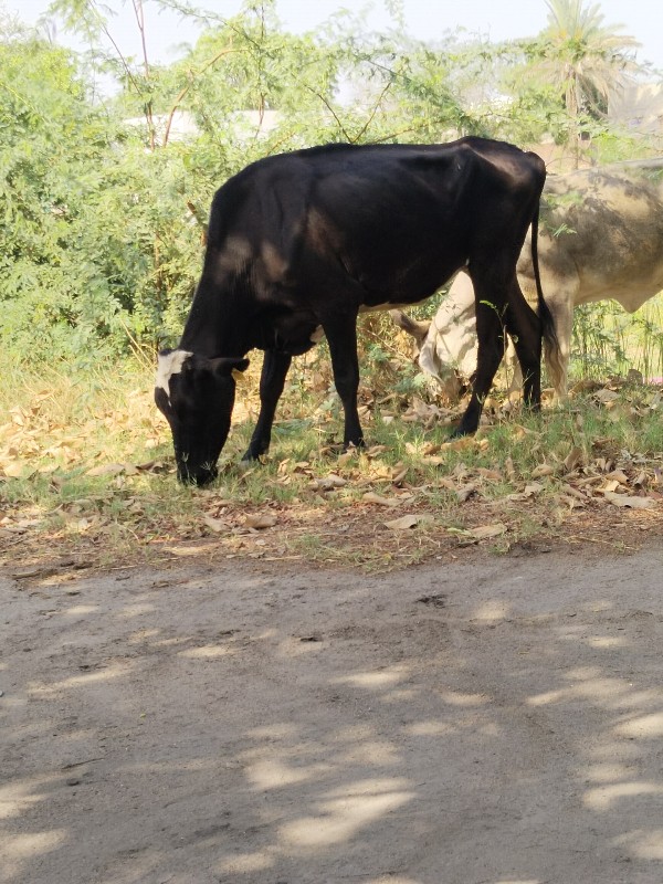 આ 2 ગાય વેશવાની...