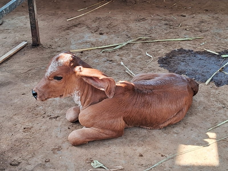 ગાય વેચવાની છે