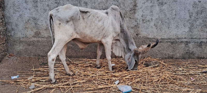 વઢીયારા બડદ વેચ...