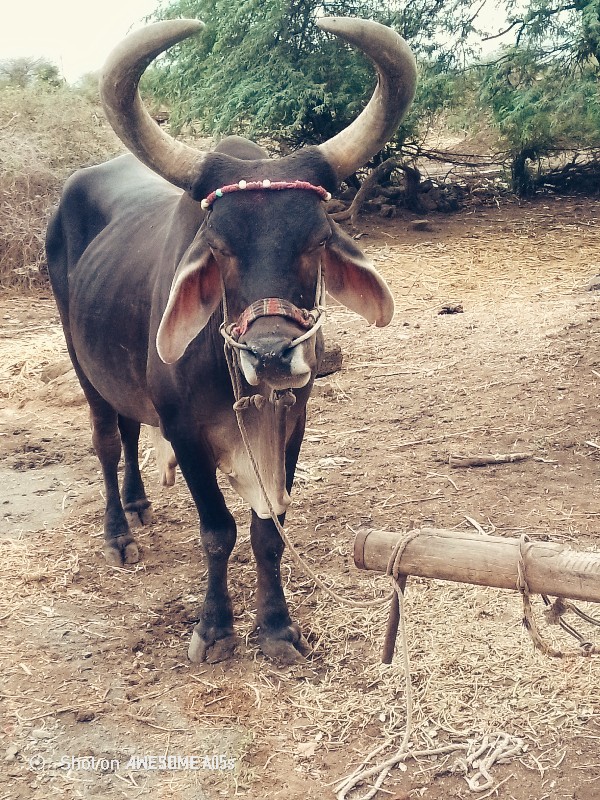 કરવાનું મારા ભા...