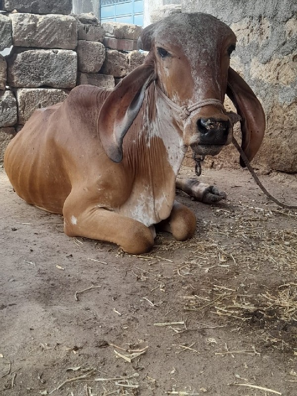 હોળકી વેચવાની છ...