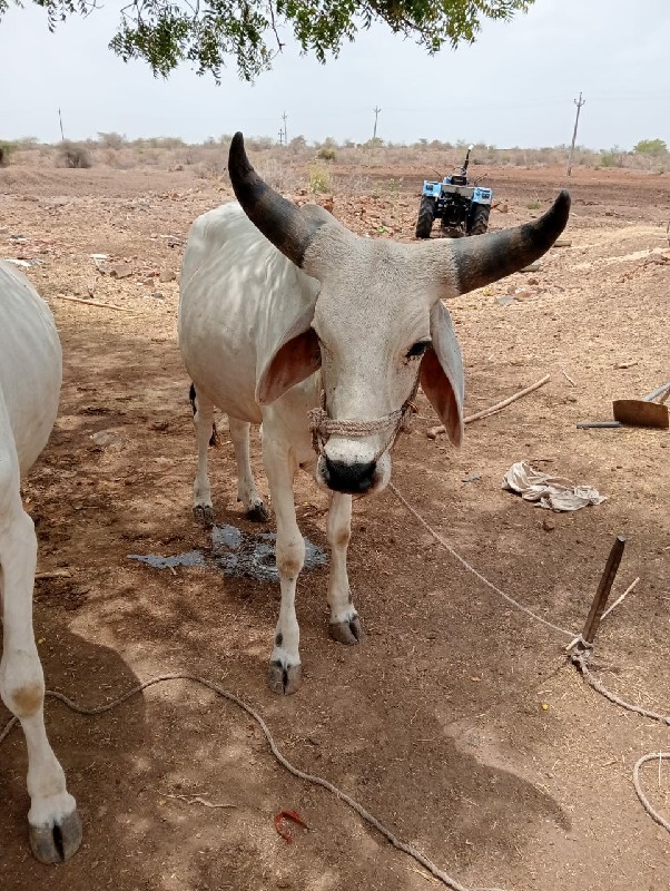 ગોઢલા વેચવાના છ...