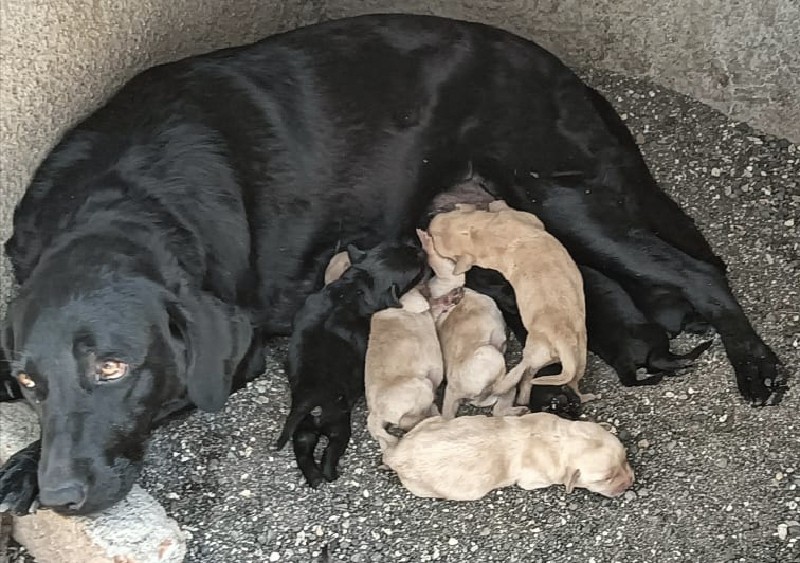 Labrador