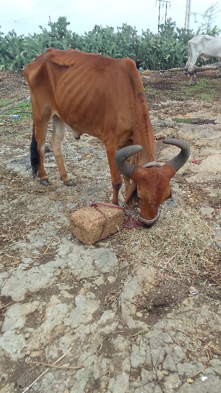 Solanki devi bh...