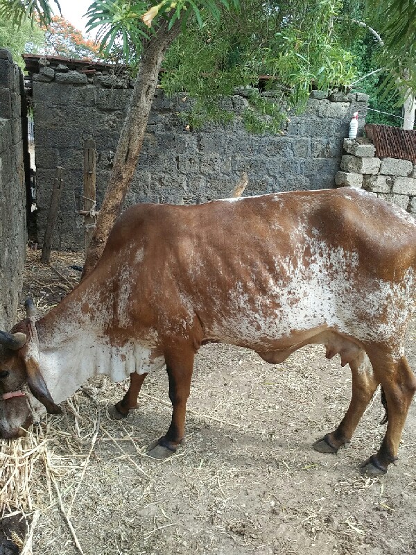 ગાય વેચવાની છે