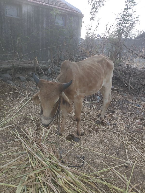 બળદ વેચવાનો છે