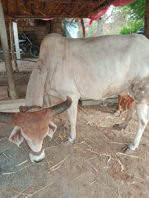 ગાય વેચવાની છે