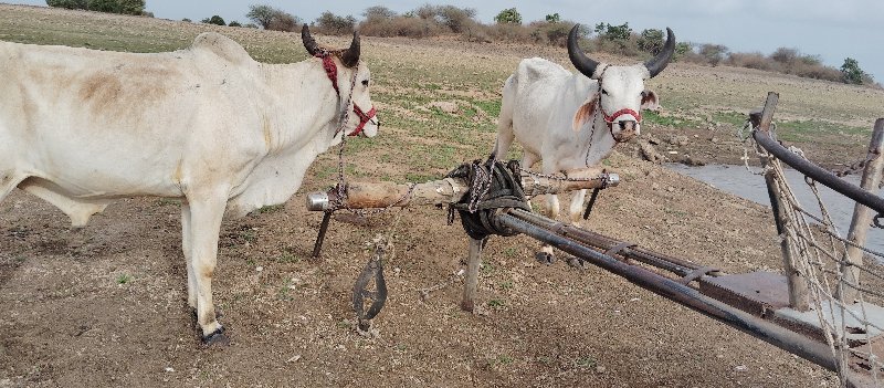 વાછડાં વેચવાના...