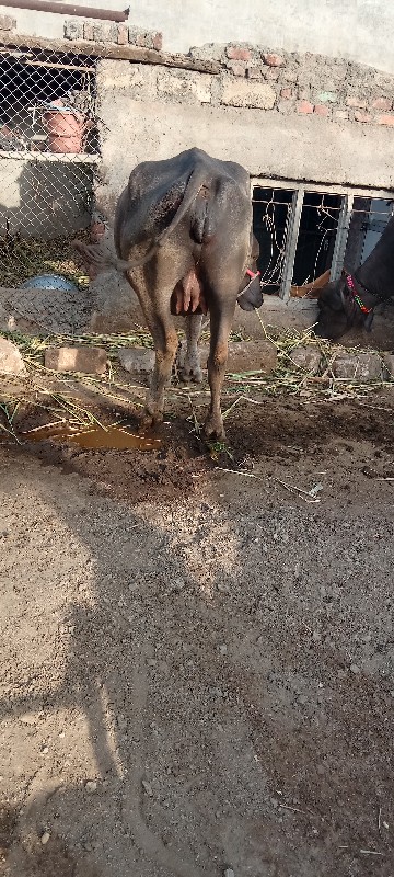 ખળેલી વેચવાની છ...