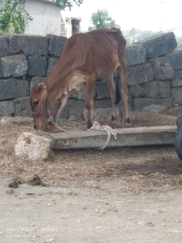 વાછડી