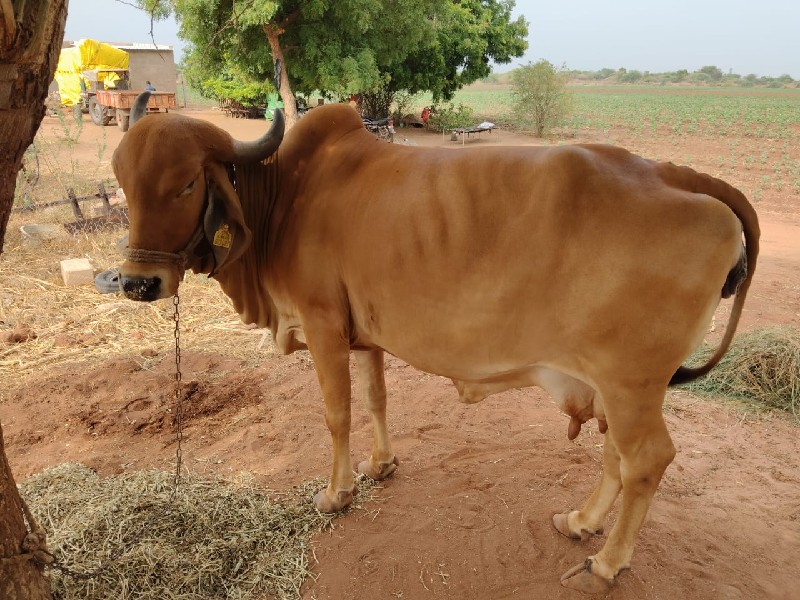 ગાય