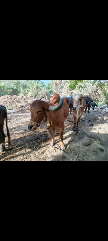 બળદ  વેશવાનાશે...