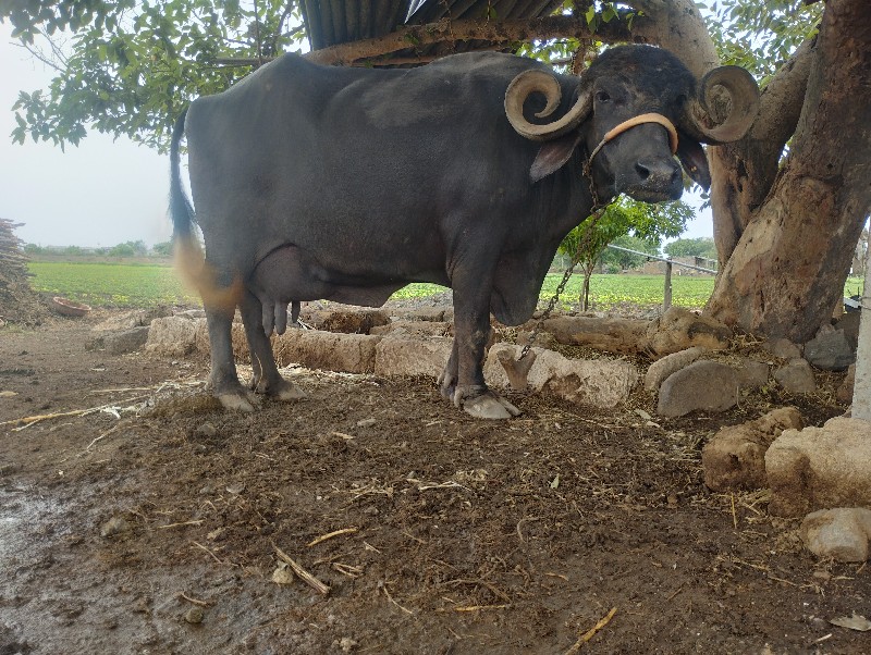 ભેંશ વેચવની સે