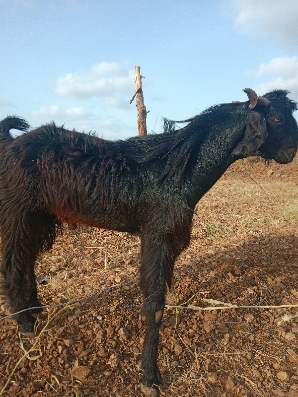 આ બોકડો વેચવાનો...