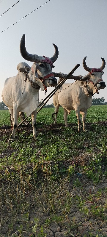 બળદ વેચવાના છે