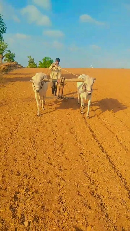 આ ગોધલા  ની જોડ...