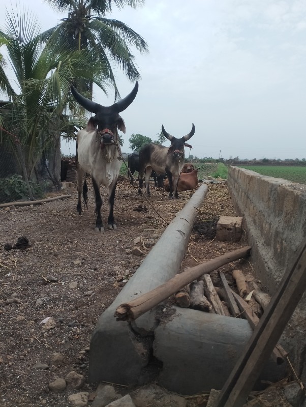 ગોઢલા વેચવાના છ...