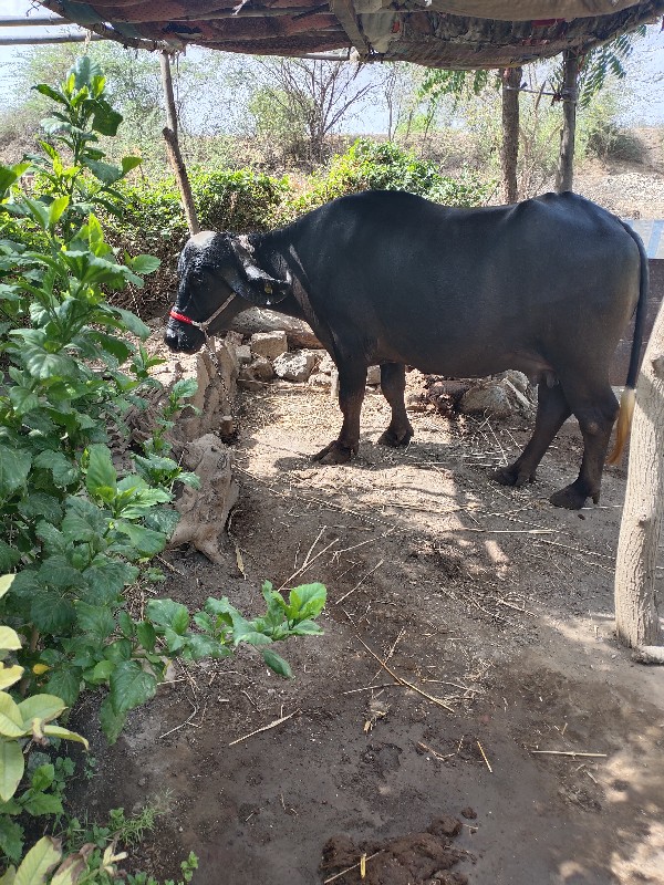 મગન ભાઈ  મકવાણા