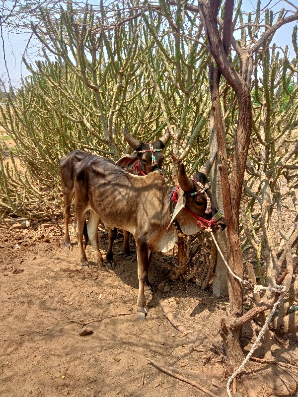 ગોઢલા વેચવાના સ...