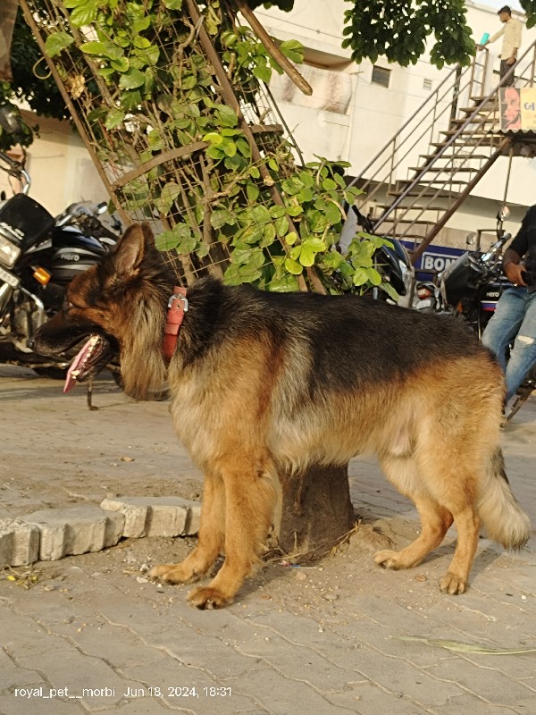 German shepherd...