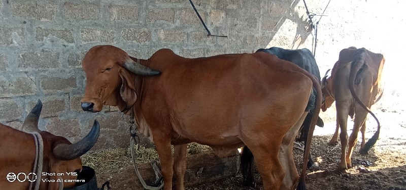 ગાયુ વેચવાની છે