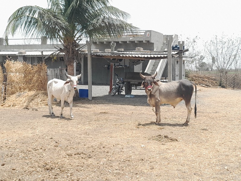 3 jodi vechvani...