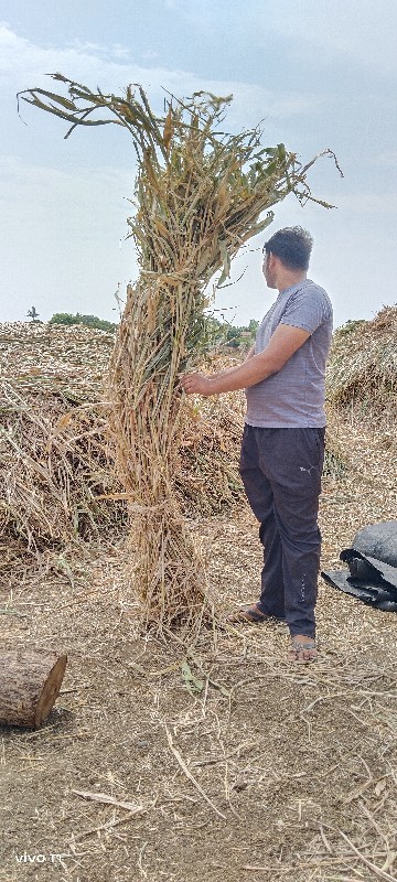 સૂકી જાર બાટુ વ...