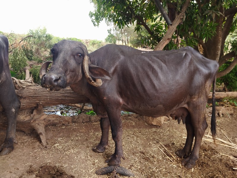 ભેંસ વેચવાની છે