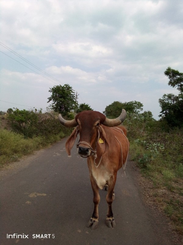 બળદ વેચવાનો છે