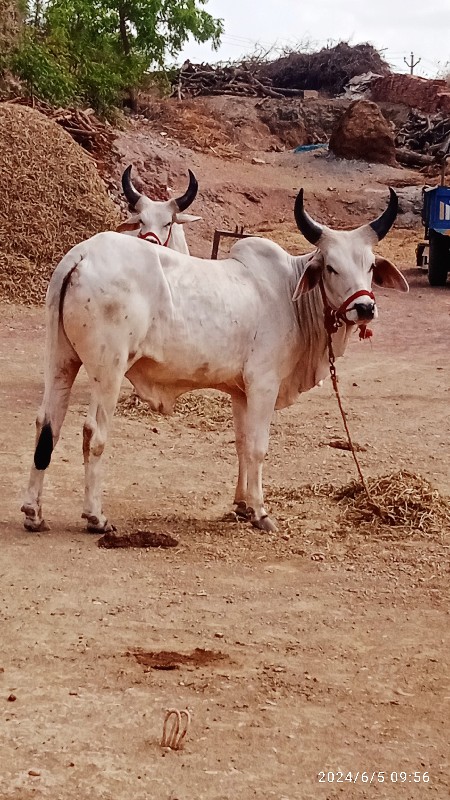 ગોધલા વેચવાના શ...