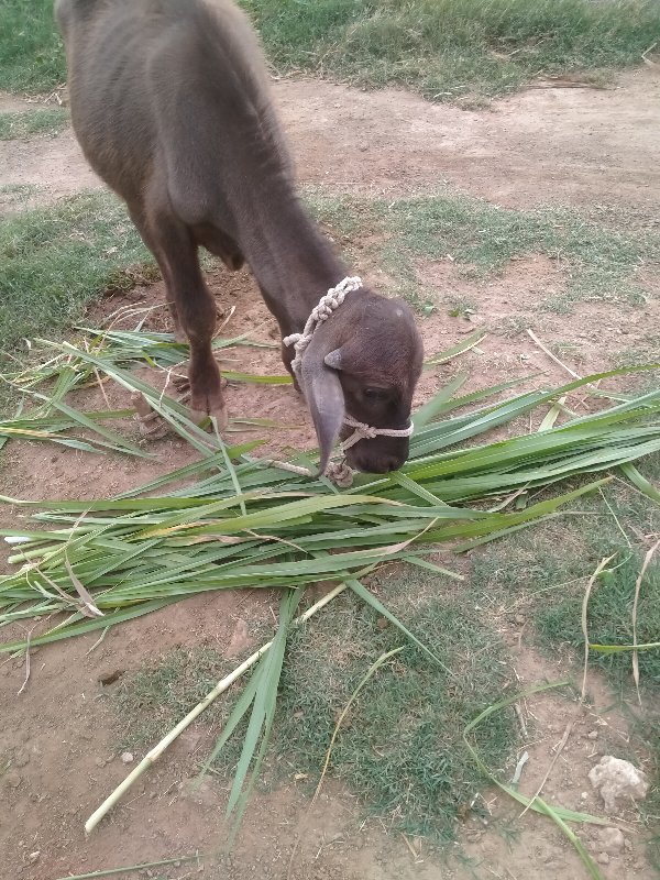 વરસદીનીછે