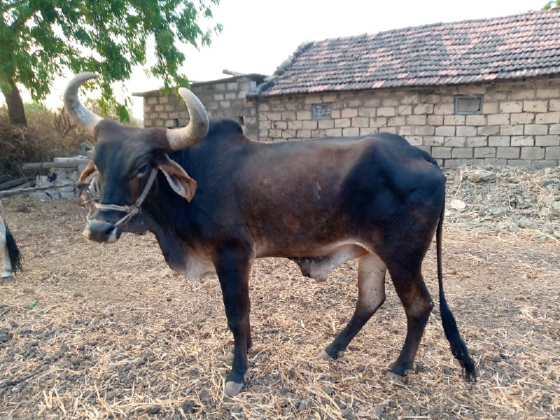 બળદ વેચવાનાં છે